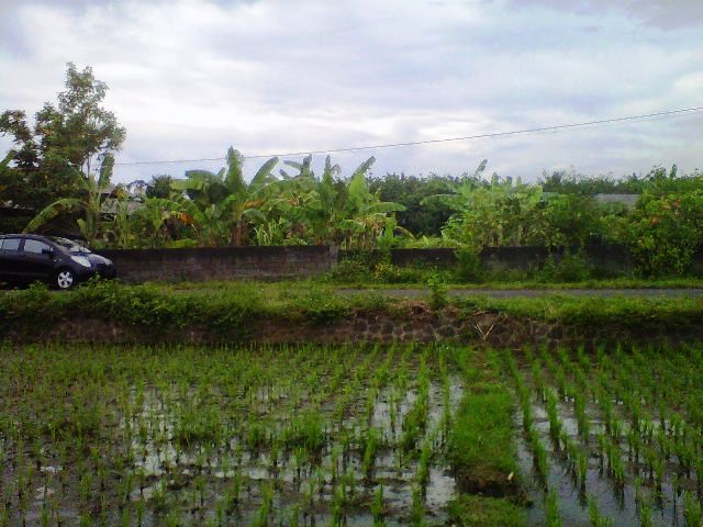 Property - Tanah dijual di Jembrana view sawah dekat 