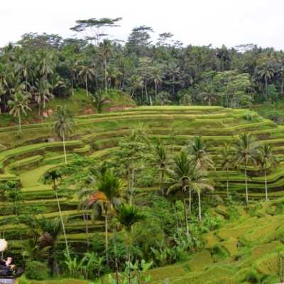 Ubud Village - Natural & Beautiful